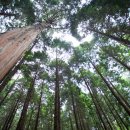 성주산자연휴양림 이미지