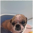 블랑드펫 이미지