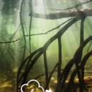 모니아(MONIA) 이미지