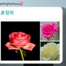 피터팬하우스신