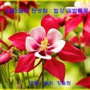‘솔직,의 꽃말을 가진 오늘의 탄생화 ‘빨강 매발톱꽃’을 드립니다 이미지