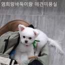 영희랑 바둑이랑 애견미용실 | 광주강아지분양 영희랑바둑이랑 애견미용실 힐링되는 공간의 분양업체