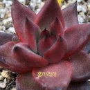 손토비