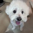 까까뿌숑 이미지