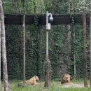 타임마트 | 푸꾸옥 첫날 피크타임 모닝투어/빈펄사파리,킹콩마트 후기(2)