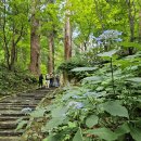 일본 하구로산 천년 삼나무 숲 1 이미지