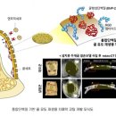 1516정태유 생체모방기술 이미지