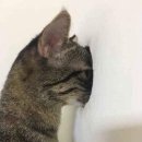 88켄터키 이미지