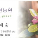 풀잎사랑