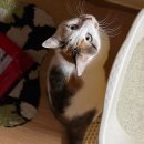 산책하는 고양이 | [직접 산책 후기] 고양이 산책시키는 방법 : 집냥이도 흥미 붙이는 방법!