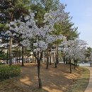 코지아이미