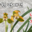 부산 천향원 한국춘란(난초) 화예품 판매가격입니다 이미지