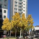 청양구기자칼국수&동태탕 | [공지] 주간일기 | 우리식 축하🪅