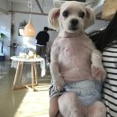 세상에 단 하나밖에 없는 반려동물 아크릴키링 아이텐션에서 제작하기