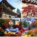 11월25일(화,당일) 공주마곡사+논산선샤인랜드+탑정호출렁다리+화지중앙시장,중식제공(마감) 이미지