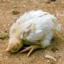 군포굿닥터동물병원 이미지