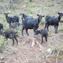 삼복농장 이미지