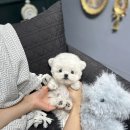 메종드퍼피 이미지