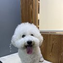 도도그루밍 이미지