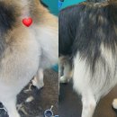 퍼피원데이 이미지