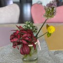 서부(익산시)건강생활지원센터 | 레드스타와 화이트스타로 나만의 토피어리 만들기/키우기-익산서부건강생활지원센터