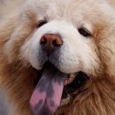 강아지 마을 이미지