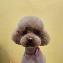 뽀송하댕 이미지