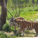 한국동물번식센타 이미지