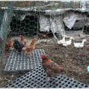 동지농장 이미지