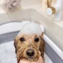 미유펫 강아지애견미용 | [다니에르 리뷰] 보라매 애견미용 상도동 고마워강아지 후기