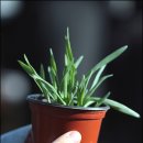 들꽃편지 이미지