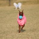 퍼피엔젤 이미지