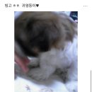 고빙고