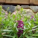 천사의 이미지는 어떨까요?어린 시절 봤던 &#39;이발소 그림&#39;을 보았나요?천사의 이미지는 애띤 유아모습이었지요. 나는 천사의 얼굴이다.엔젤로니아 이미지