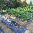 장수유기질 이미지