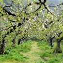 평광왕건사과마을 이미지