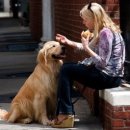 강아지산책 이미지