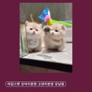 반려동물분양 추천 아담스펫 강아지분양 고양이분양 강남점 세심한 상담과 깨끗한 환경