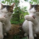 고양이세수 이미지