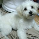 안양여고사거리 이미지