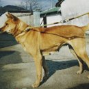 진도개영농조합 이미지