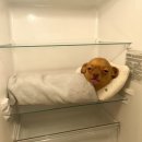 갱스터 도그 | 💬 blog | 8월 | 여기서 지금 내가 제일 안건강함 ;;;