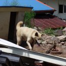 멍멍이를 부탁해 이미지