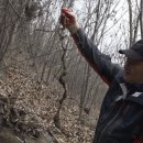 초월약초 이미지