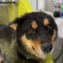 향기롭개 이미지