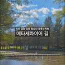 라이프 펜션 | 🌲초여름 국내 여행 추천! 걷기 좋은 메타세쿼이아길 &amp; 수목원
