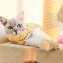 코디애견샵 이미지