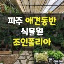 몬스텍 | 파주 식물원 조인폴리아 가격 및 후기 애견 동반 구경하기 좋은 식물 농장 가게 화훼농원
