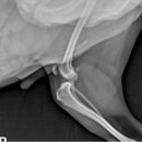 청라공감동물병원 이미지