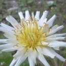 우리민들레약국 이미지